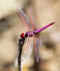 Image showing Violet dropwing dragonfly in Crete