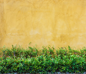 Image showing Wall Background