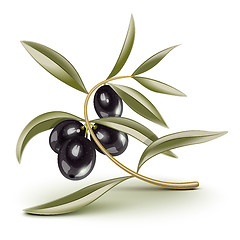 Image showing Black olives branch