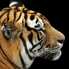 Image showing tiger portrait on black background