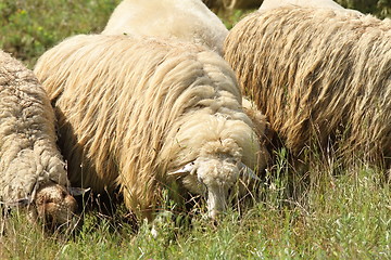 Image showing flock of white sheep grazing
