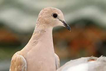 Image showing eurasian collared dove portrait