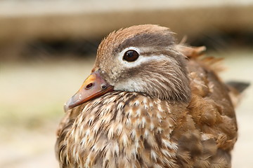 Image showing female mandarin duck