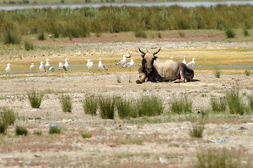 Image showing big bull in danube delta