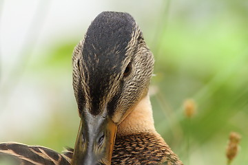 Image showing female mallard scratching