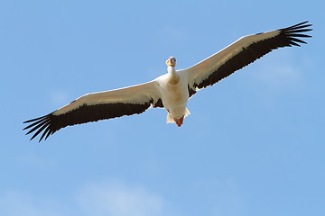 Image showing great pelican with open wings