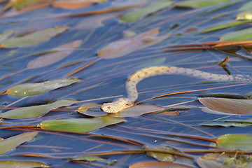 Image showing dice snake on water surface