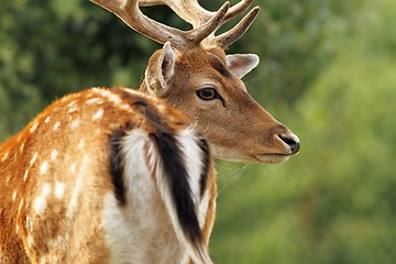 Image showing fallow deer stag close up