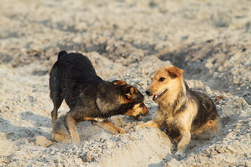 Image showing dogs playing on sandy beach