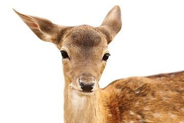 Image showing isolated portrait of fallow deer calf