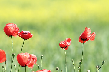 Image showing poppies in the wind