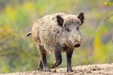 Image showing wild boar coming towards camera