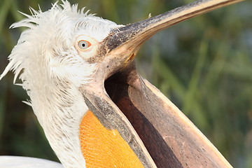 Image showing dalmatian pelican with open beak