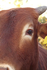 Image showing closeup of zebu eye