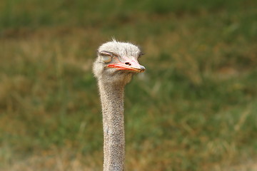 Image showing sleepy ostrich