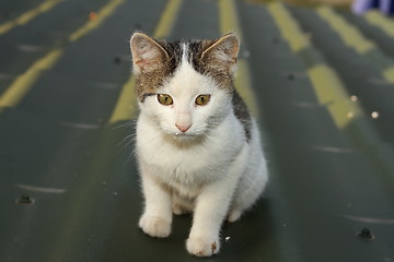 Image showing small domestic cat