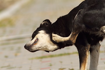 Image showing feral dog scratching