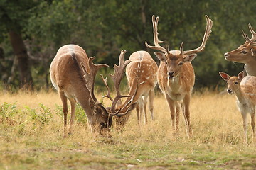 Image showing fallow deer herd in a clearing