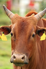 Image showing curious zebu portrait