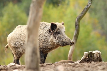 Image showing wild boar standing on clearing