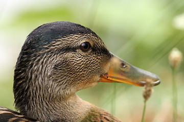 Image showing closeup on head of a female mallard