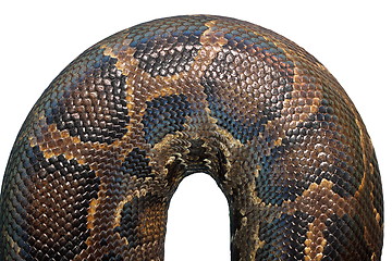 Image showing detail on  burmese python skin