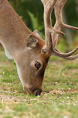 Image showing fallow deer grazing on meadow