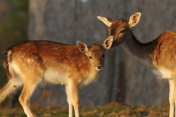 Image showing fallow deer calf with hind