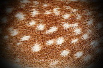 Image showing texture of dama real pelt