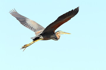 Image showing purple heron in flight