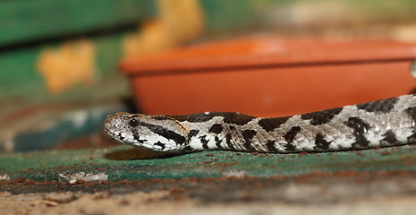 Image showing vipera palaestinae in a terrarium