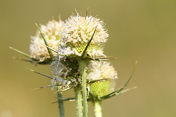 Image showing thorn flower