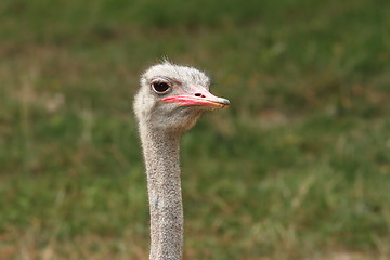 Image showing ostrich head