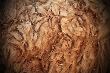 Image showing llama dirty fur