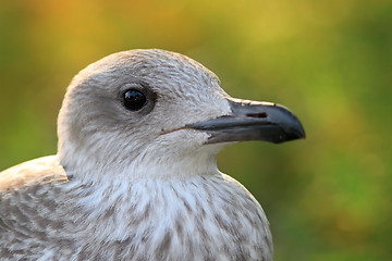 Image showing juvenile herring gull head