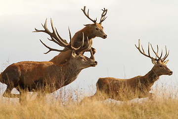 Image showing red deers on the run