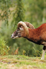 Image showing big mouflon ram over green background