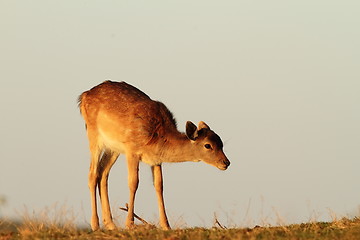 Image showing fallow deer calf in beautiful light