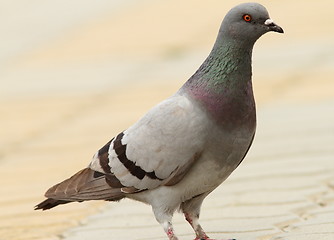 Image showing feral pigeon on urban street