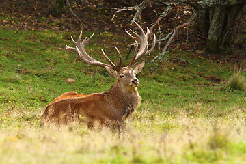 Image showing magnificent red deer stag