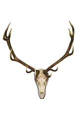 Image showing big deer stag trophy