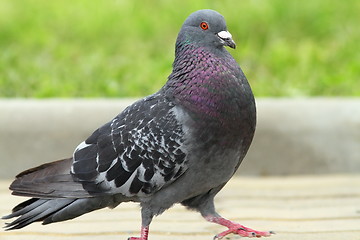 Image showing male pigeon walking proudly