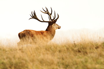 Image showing red deer stag in big grass