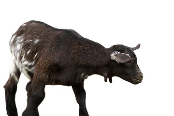 Image showing black goat over white background