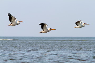 Image showing abstract formation of three pelicans