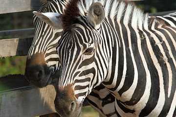 Image showing zebra portrait