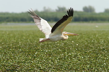 Image showing great pelican flying over marsh