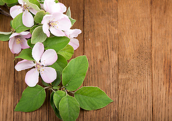 Image showing apple flowers branch 