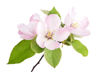 Image showing apple flowers branch 