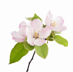 Image showing apple flowers branch 